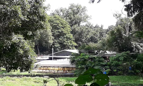 Cuộc đấu giá gỗ quý hiếm diễn ra chóng vánh: Nhiều dấu hiệu mập mờ